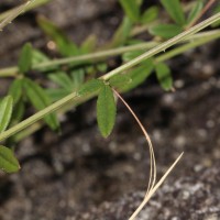 Cleome aspera J.Koenig ex DC.